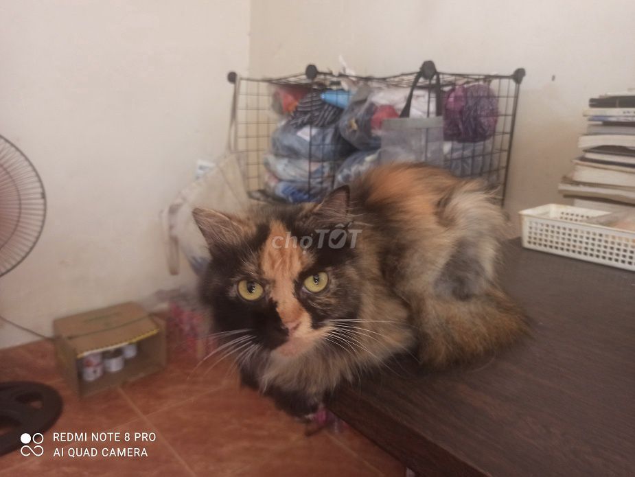 Mèo Anh lông dài cái 4 năm tuổi. Mua bán Mèo tại Quận Tân Bình Tp Hồ Chí Minh được đăng bởi Thang hình 1