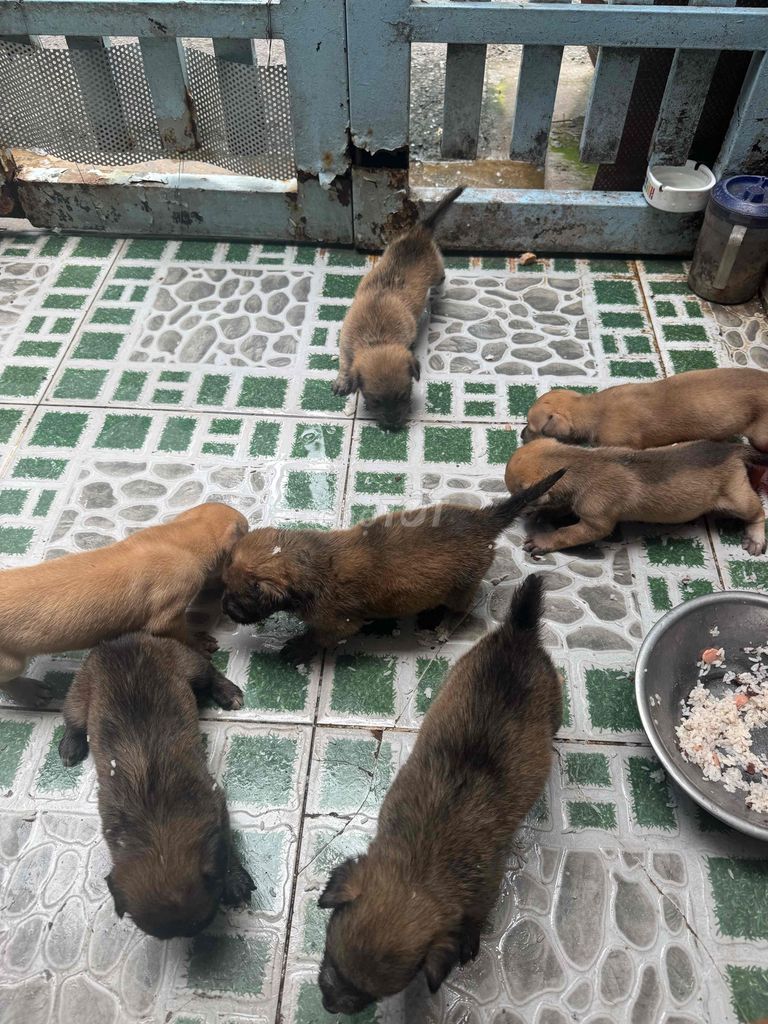 Chó Phú Quốc Nâu 8 con. Mua bán Chó tại Quận Bình Tân Tp Hồ Chí Minh được đăng bởi Long Gà hình 1