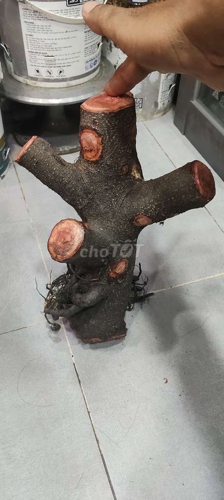 Cây cảnh Si búp hồng đã phối. Mua bán Cây cảnh, đồ trang trí tại Quận 6 Tp Hồ Chí Minh được đăng bởi Ragiachau hình 1