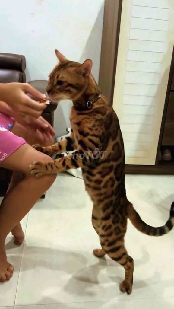 Mèo Belgan 1 năm Khỏe mạnh. Mua bán Mèo tại Quận Liên Chiểu Đà Nẵng được đăng bởi Nguyễn Hữu hình 1
