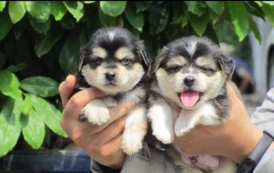 Chó alaska x nhật 2 tháng