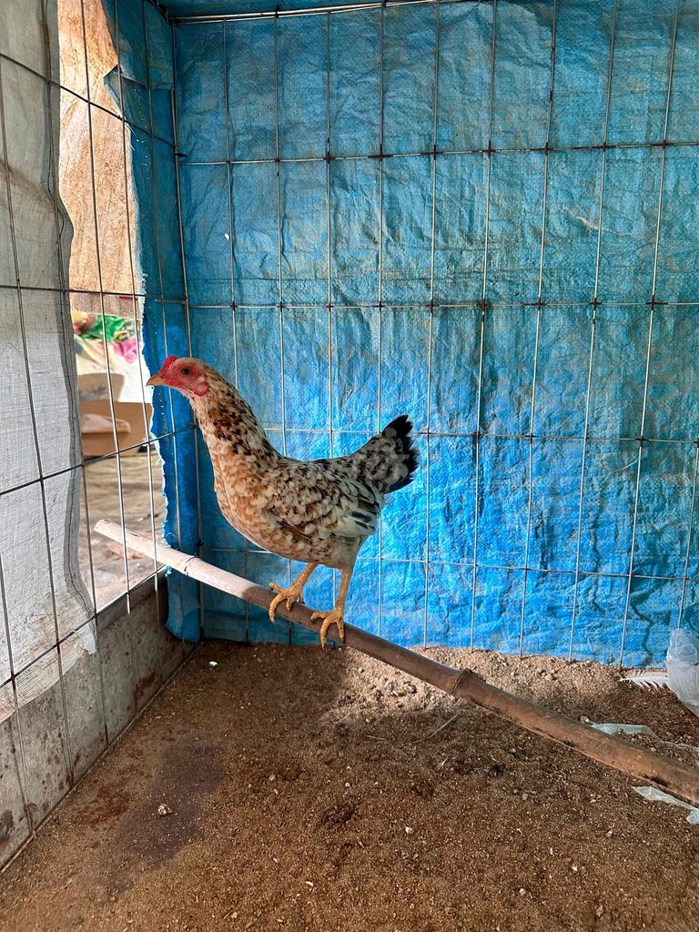 Gà mái bông cái 6 lạng. Mua bán Gà tại Huyện Cần Giuộc Long An được đăng bởi Gà tre bắc long an hình 1