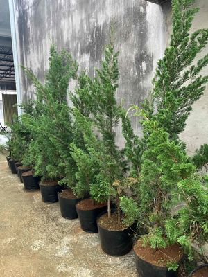 Cây cảnh, cây trắc bách diệp. Mua bán Cây cảnh, đồ trang trí tại Thành phố Bảo Lộc Lâm Đồng được đăng bởi Lợi Thanh Quan