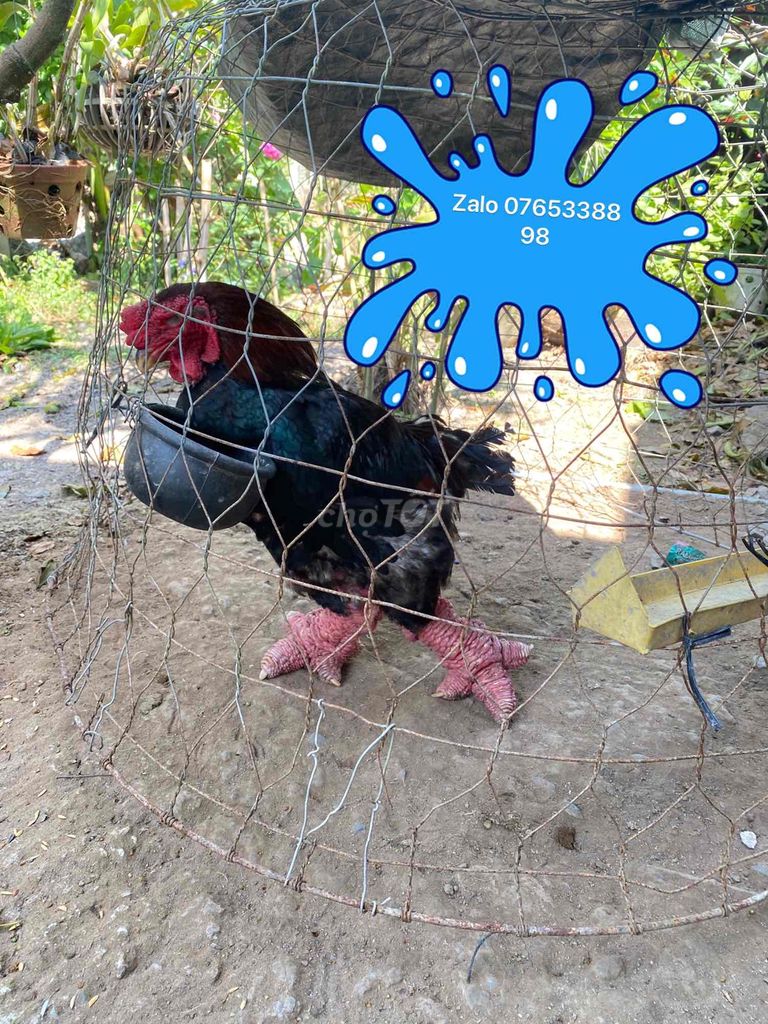Gà Đông Tảo thuần chủng Đen. Mua bán Gà tại Huyện Cái Bè Tiền Giang được đăng bởi Minh gà hình 1