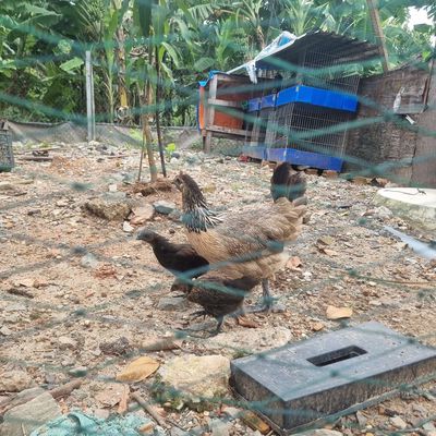 Gầ hmong bản địa. Mua bán Gà tại Huyện Bình Chánh Tp Hồ Chí Minh được đăng bởi hair salon