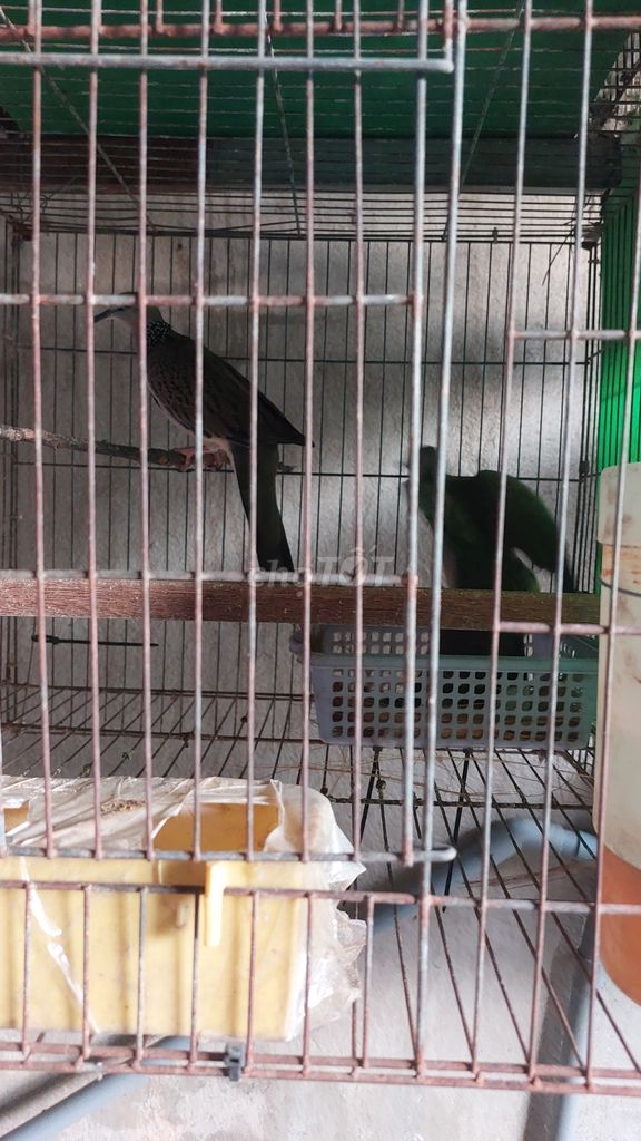 Chim cu gáy. Mua bán Chim tại Thành phố Thủ Dầu Một Bình Dương được đăng bởi Quynh hình 1