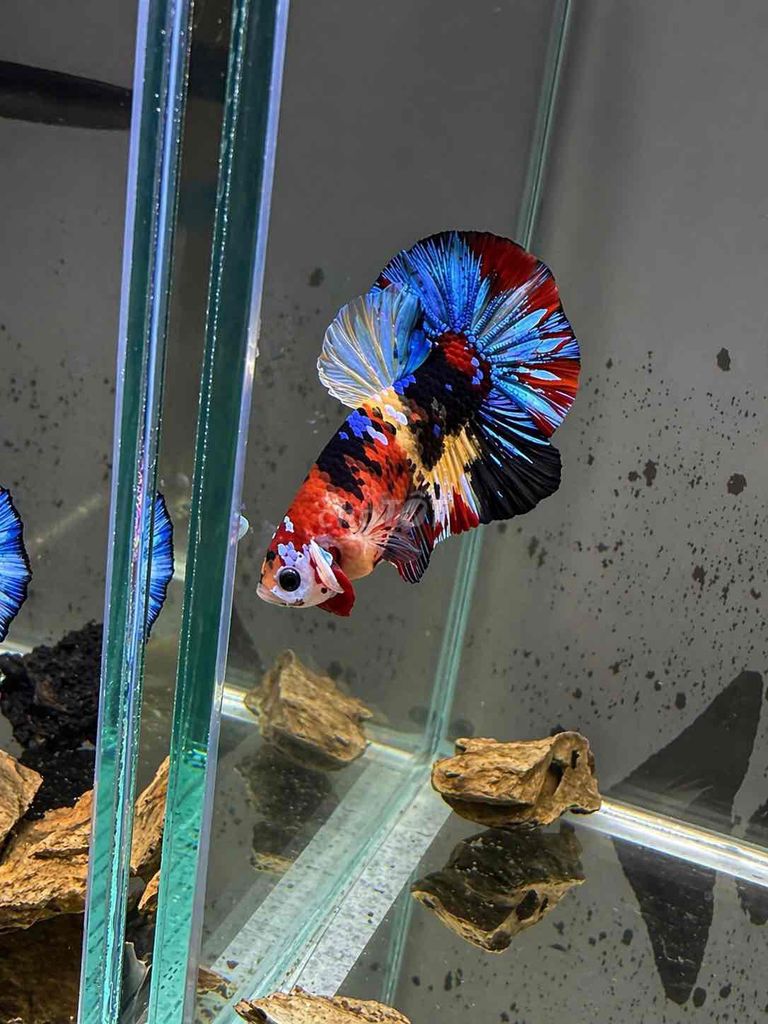 Cá Betta Đa sắc. Mua bán Thú cưng khác tại Quận 10 Tp Hồ Chí Minh được đăng bởi Tài hình 1