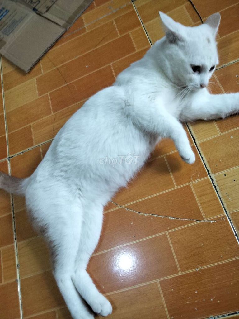 Mèo Trắng Lớn/Nhỏ. Mua bán Mèo tại Quận 12 Tp Hồ Chí Minh được đăng bởi Lê Viết Trung  hình 1