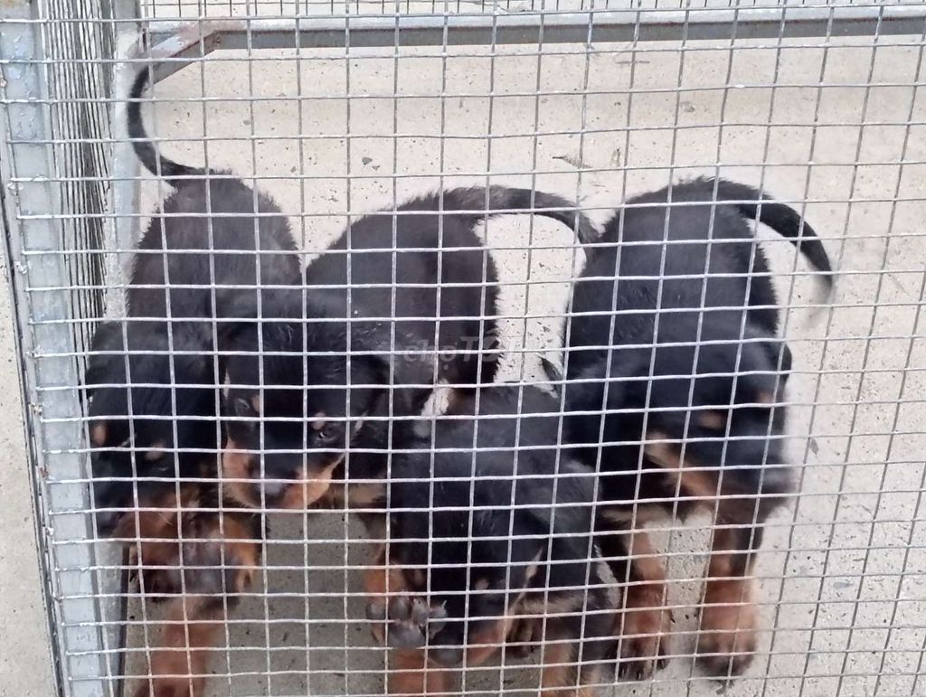 Chó Rottweiler.HM. Mua bán Chó tại Huyện Hóc Môn Tp Hồ Chí Minh được đăng bởi Nhân Rottweiler  hình 1