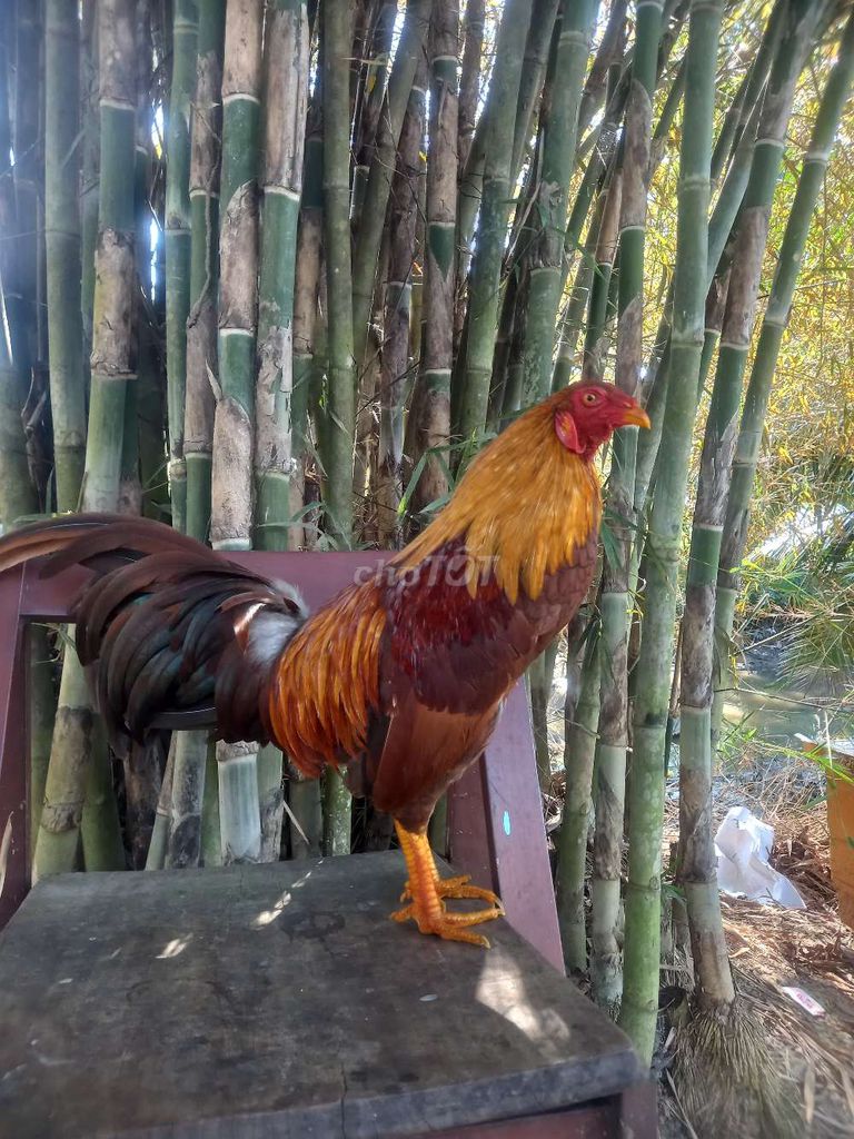 Khet Asil Mỹ 1kg4 🐓