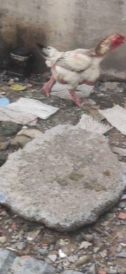 Gà mái đông tảo đang đẻ.khoan 2kg7.3kg/con. Mua bán Gà tại Huyện Hóc Môn Tp Hồ Chí Minh được đăng bởi Việt