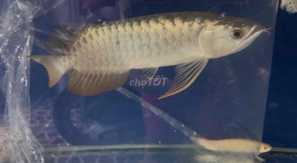 Cá Rồng 24k Vàng 32cm Tặng Ngân Bạc size 35. Mua bán Thú cưng khác tại Quận 12 Tp Hồ Chí Minh được đăng bởi BÙI TUẤN ANH hình 1