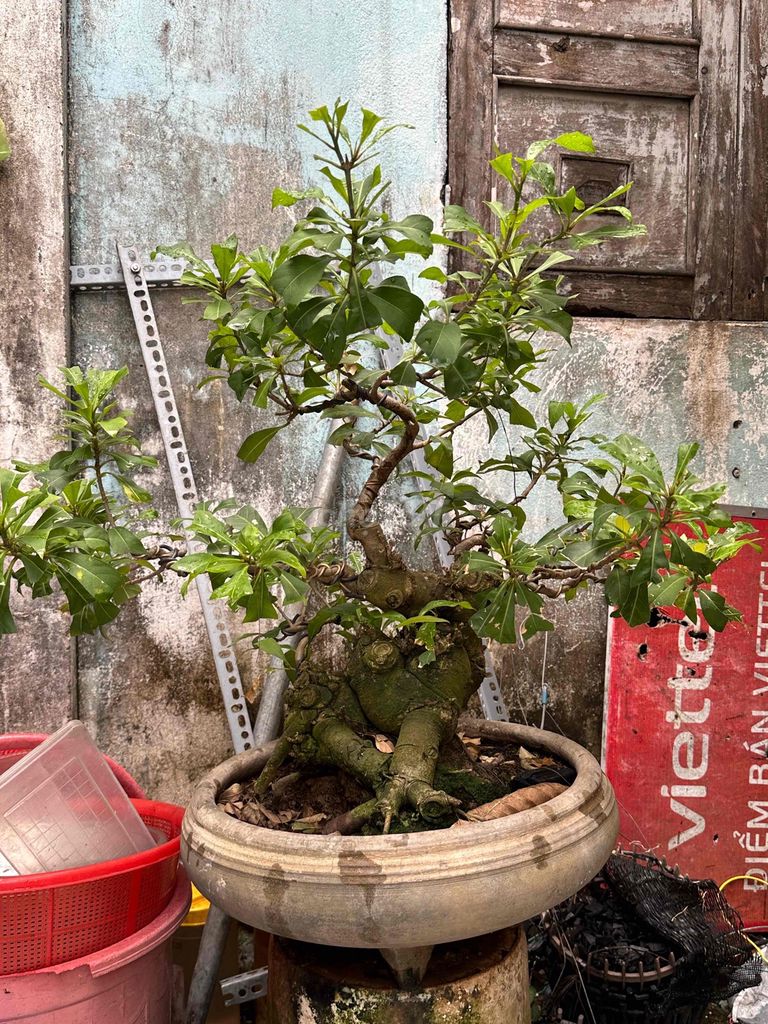 Lộc vừng Bonsai đế lùm bệ mượt. Mua bán Cây cảnh, đồ trang trí tại Huyện Củ Chi Tp Hồ Chí Minh được đăng bởi nguyễn quốc Thắng hình 1