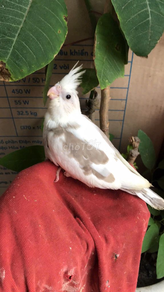 Vẹt mào Cockatiel đẹp