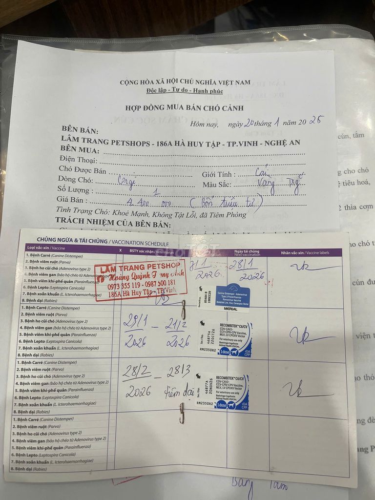 Chó Corgi cái 4 tháng tuổi. Mua bán Chó tại Thành phố Vinh Nghệ An được đăng bởi Nguyễn Đình Đức hình 1