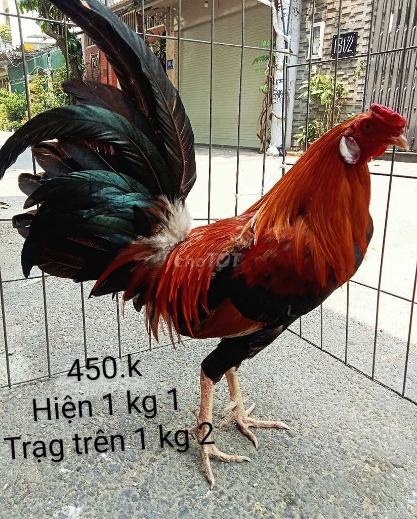 Gà zin ae nhé trạng trên 1 kg 2