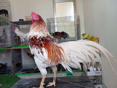 Bướm đỏ thái mỹ 7th trạng trên 3kg. Mua bán Gà tại Quận 8 Tp Hồ Chí Minh được đăng bởi phương shop 