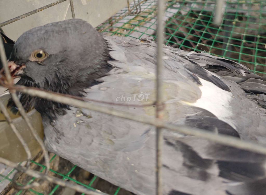 Chim Bồ câu gà xám. Mua bán Chim tại Quận Tân Bình Tp Hồ Chí Minh được đăng bởi Song Doan hình 1