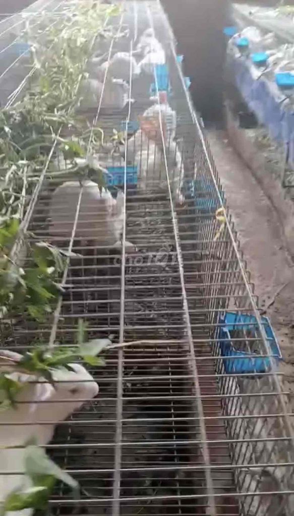Thanh lý đàn thỏ Newzelan. Mua bán Thú cưng khác tại Quận Tân Phú Tp Hồ Chí Minh được đăng bởi nguyễn văn Tài hình 1