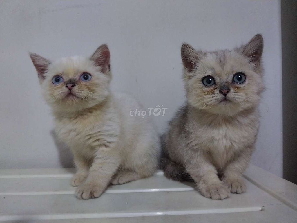 Mèo ALN Silver. Mua bán Mèo tại Quận 12 Tp Hồ Chí Minh được đăng bởi Lâm Phong hình 1