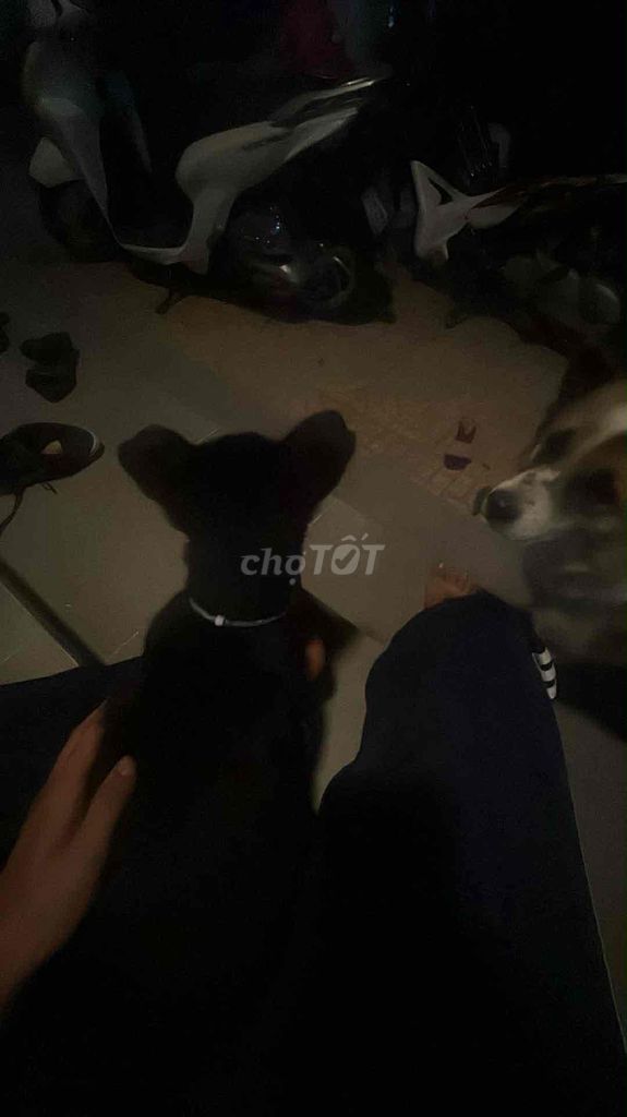 em cần tìm nhà cho bé e nuôi không nổi ạ. Mua bán Chó tại Thành phố Nha Trang Khánh Hòa được đăng bởi Nguyễn Thanh Tú hình 1