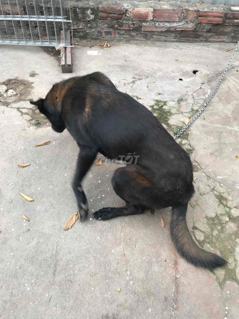 Chó Becgie cái sắp lên giống. Mua bán Chó tại Huyện Yên Lạc Vĩnh Phúc được đăng bởi Nguyễn Chí Bằng hình 1