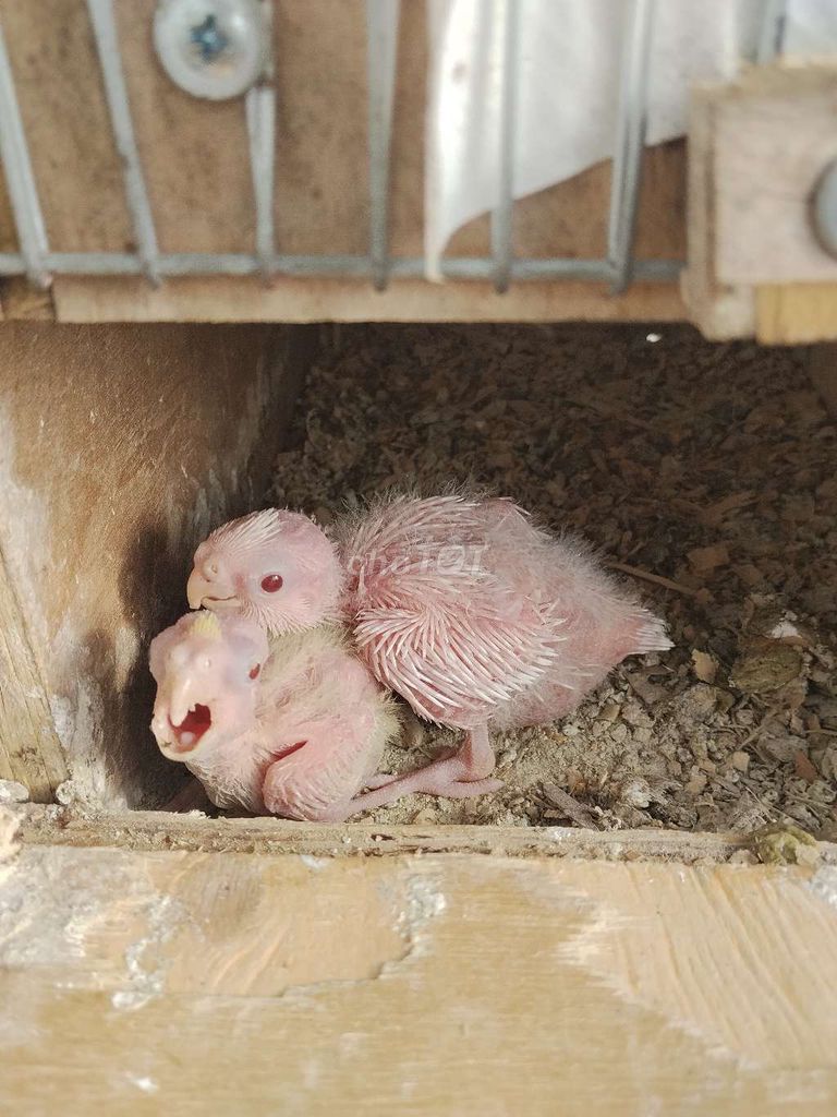 Chim Cockatiel non. Mua bán Chim tại Quận Cẩm Lệ Đà Nẵng được đăng bởi Thai Hoa hình 1