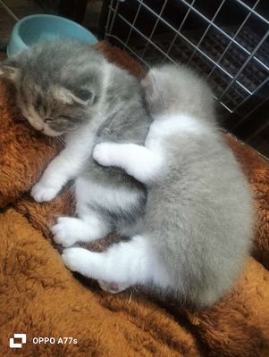 Bán mèo anh lông ngắn. Mua bán Mèo tại Quận 7 Tp Hồ Chí Minh được đăng bởi Quang Bui