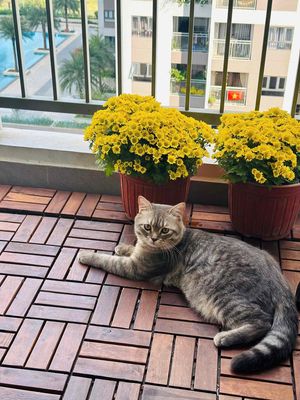 Mèo Xám vằn đực 12 tháng đã tiêm