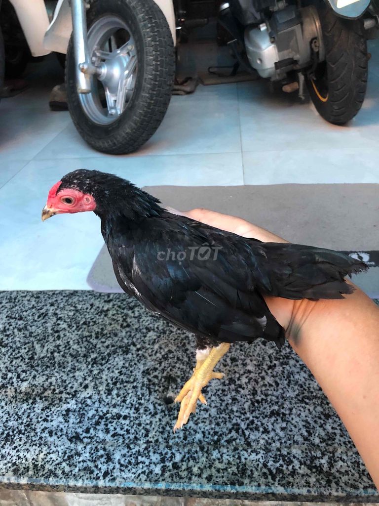 Gà Đen. Mua bán Gà tại Huyện Nhà Bè Tp Hồ Chí Minh được đăng bởi LÊ VĂN GIÀU hình 1