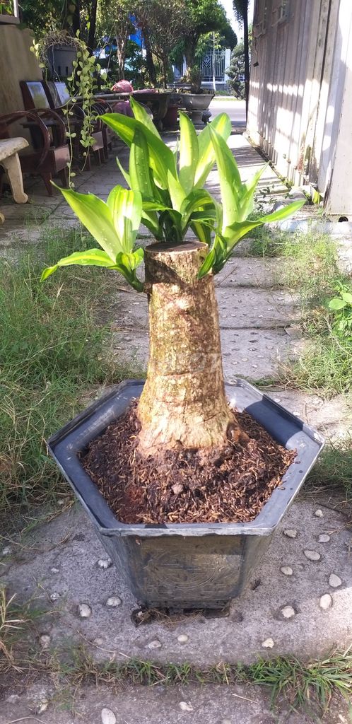 190k không phí ship phát tài lá sọc vàng.. Mua bán Cây cảnh, đồ trang trí tại Quận 1 Tp Hồ Chí Minh được đăng bởi vũ thiên hình 1