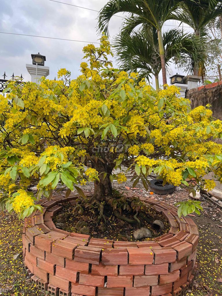 Cây Mai xù. Mua bán Cây cảnh, đồ trang trí tại Thành phố Thủ Đức Tp Hồ Chí Minh được đăng bởi Ngn Phong hình 1