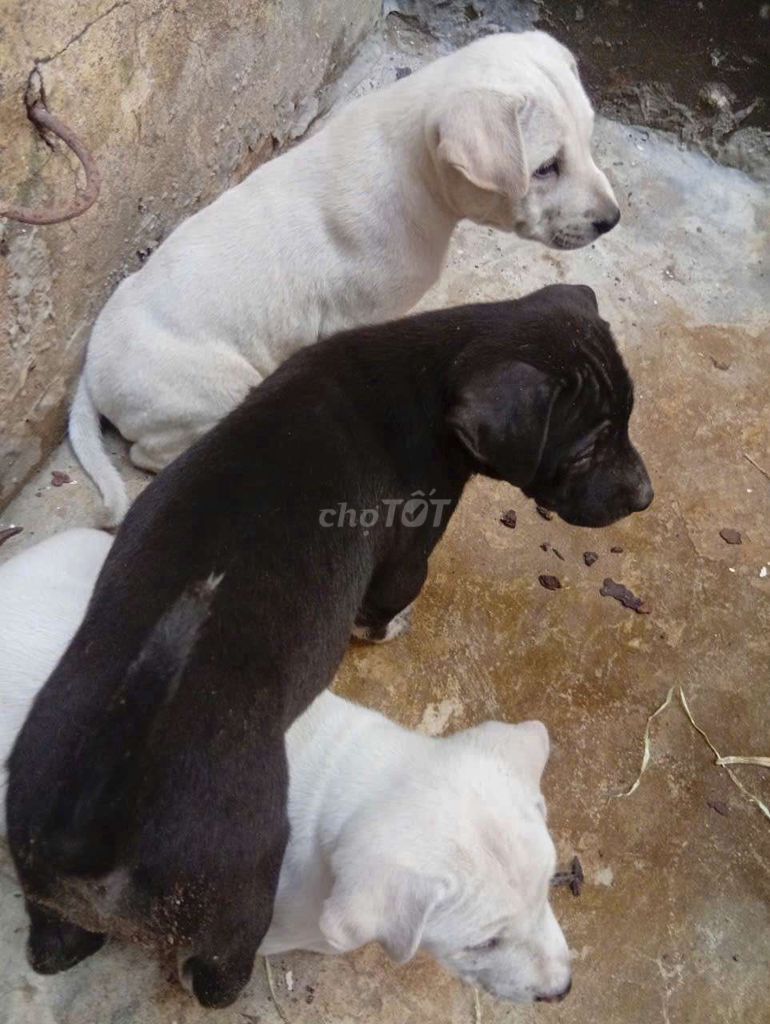 Chó cỏ bự con. Mua bán Chó tại Thành phố Sóc Trăng Sóc Trăng được đăng bởi Thanh Quang hình 1