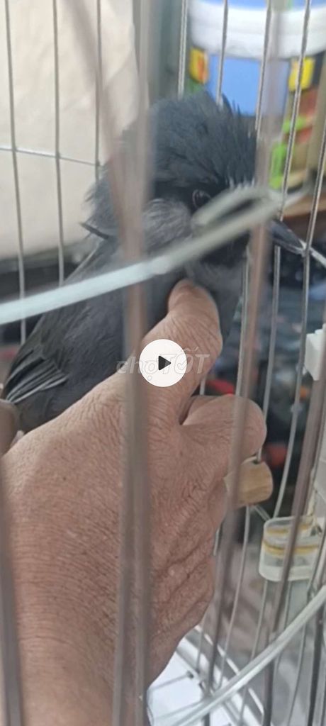 Chim cảnh màu Xám. Mua bán Chim tại Quận Tân Phú Tp Hồ Chí Minh được đăng bởi Bảo  hình 1