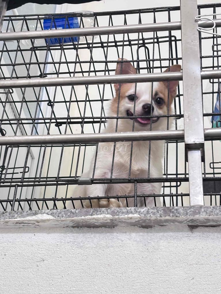 Chó phốc hươu lai nhật nhỏ Trắng nâu. Mua bán Chó tại Quận Đống Đa Hà Nội được đăng bởi Dương Nguyễn Thuỳ hình 1