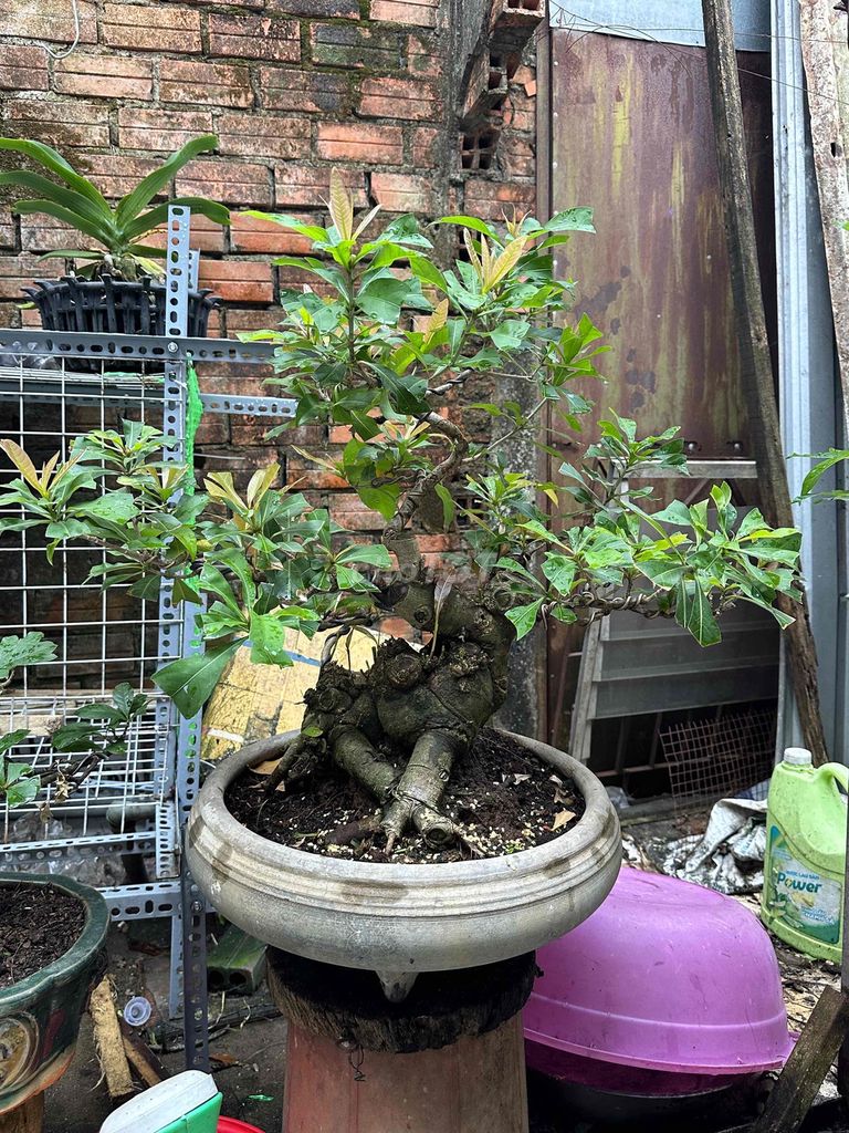 Cây cảnh Bonsai lộc vừng thân fom cây xanh mít. Mua bán Cây cảnh, đồ trang trí tại Huyện Củ Chi Tp Hồ Chí Minh được đăng bởi nguyễn quốc Thắng hình 1