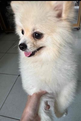 Chó Phốc Sóc Trắng kem Đực thuần chủng