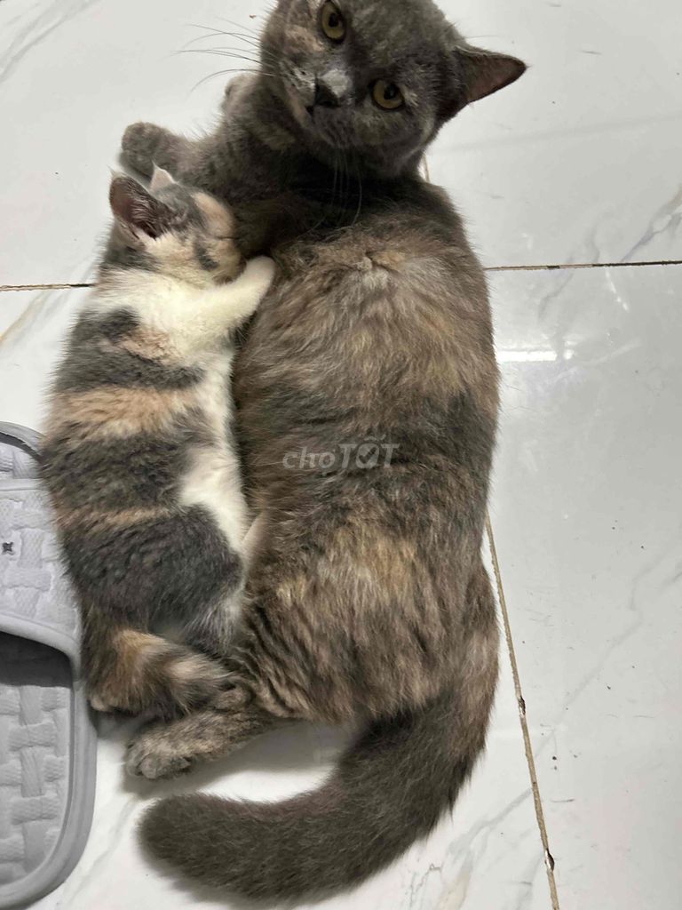 Mèo ALN màu tam thể. Mua bán Mèo tại Thị xã Tân Uyên Bình Dương được đăng bởi Hiền Thu hình 3