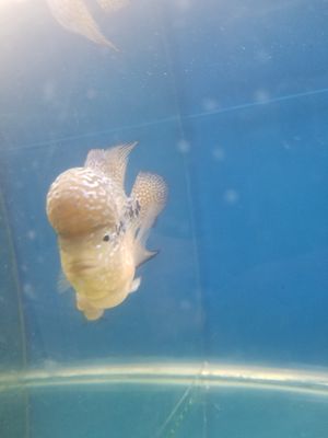 Cá la hán Kamfa f3 ( giống ảnh ). Mua bán Thú cưng khác tại Quận 8 Tp Hồ Chí Minh được đăng bởi Phùng Đức Hưng