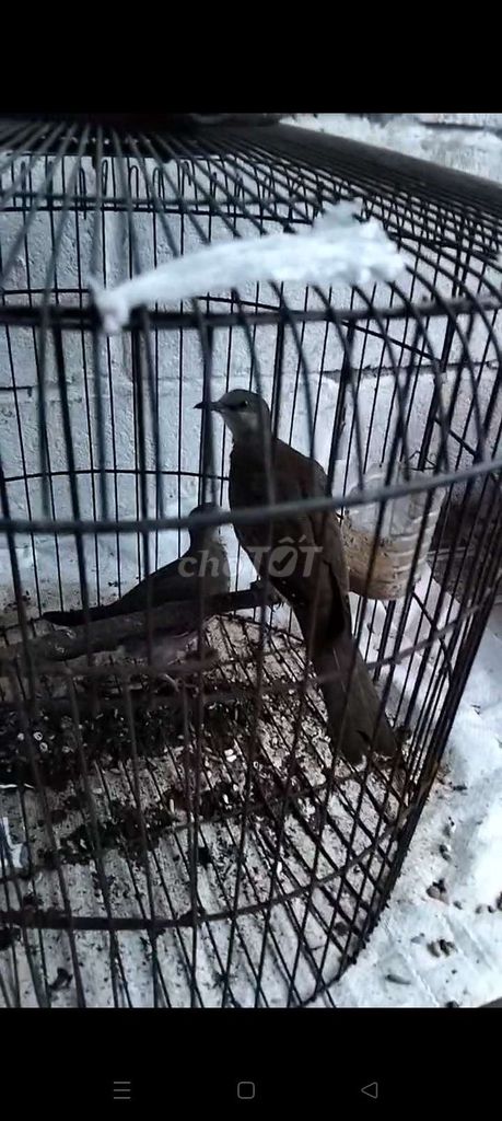 Chim cu gáy non cặp. Mua bán Chim tại Huyện Đức Hòa Long An được đăng bởi Gà's Đá's Lấu 's hình 1