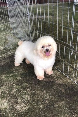 POODLE TEACUP TRẮNG ĐỰC. Mua bán Chó tại Huyện Củ Chi Tp Hồ Chí Minh được đăng bởi LE DIEP