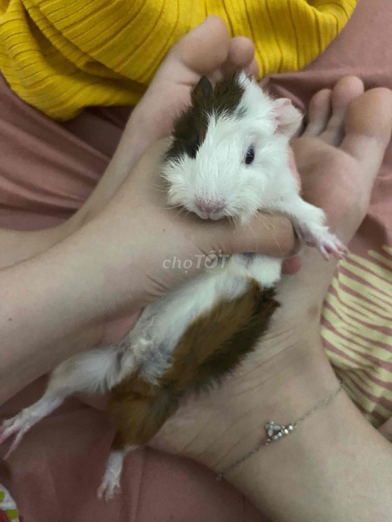 Bọ ú mới sinh. Mua bán Thú cưng khác tại Thành phố Dĩ An Bình Dương được đăng bởi Minh Thư hình 1