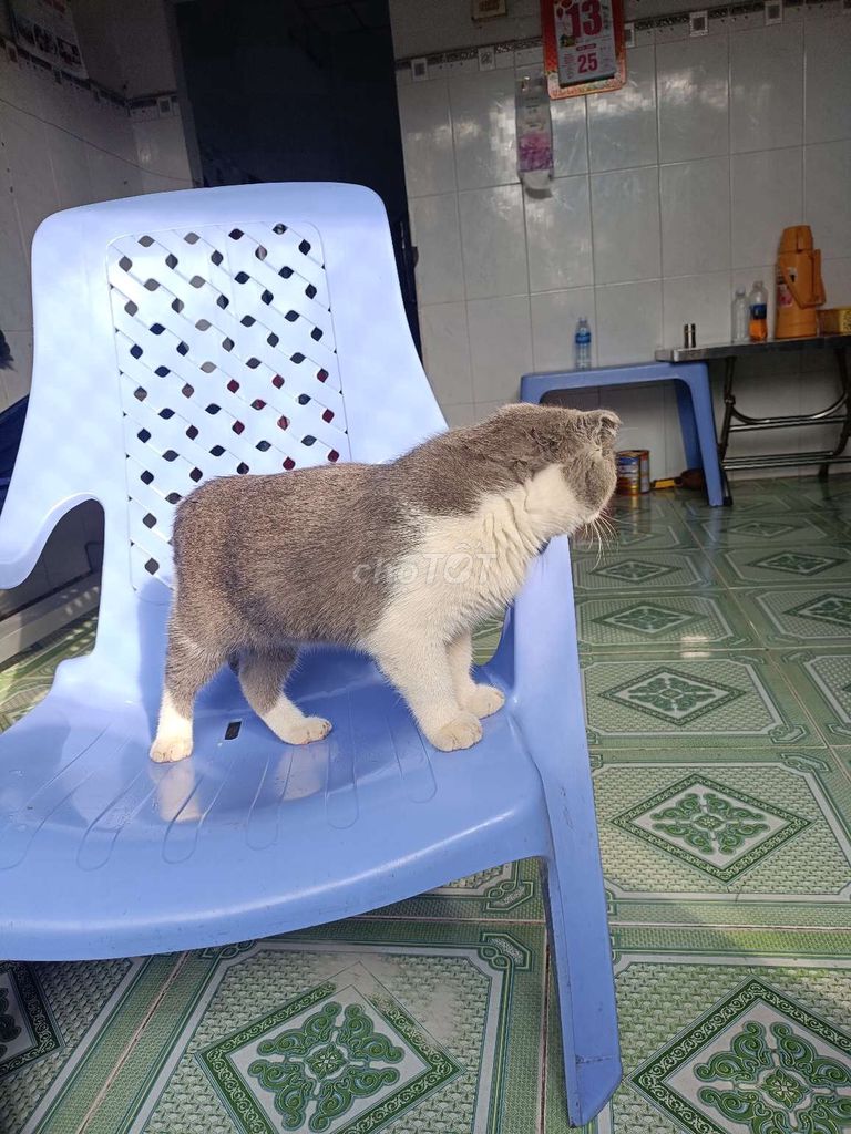 Mèo tai vập xám trắng dưới 5 tháng. Mua bán Mèo tại Thành phố Mỹ Tho Tiền Giang được đăng bởi Văn Trầm hình 1