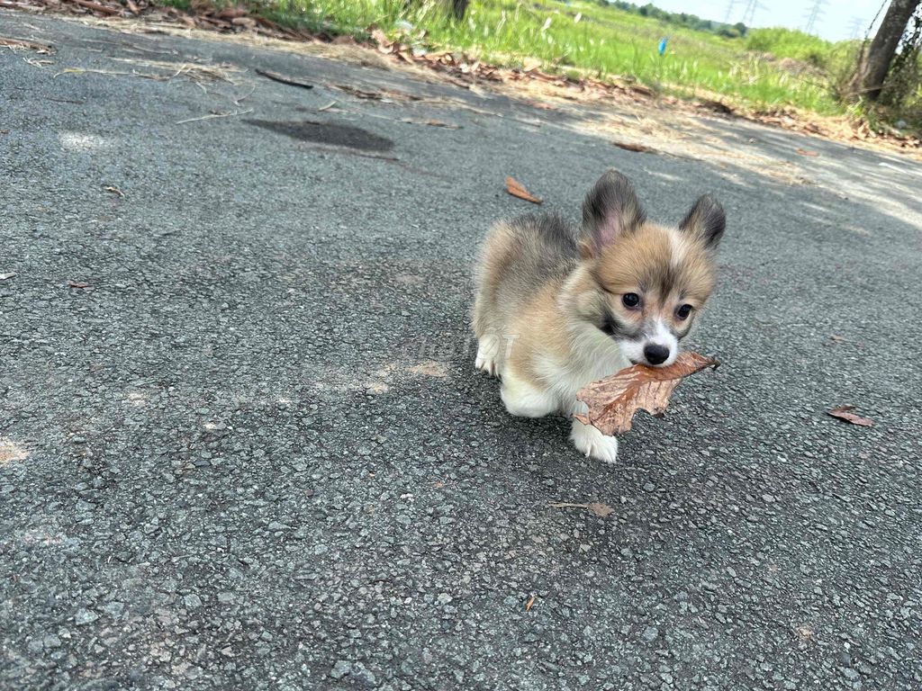 corgi fluffy - lông dài 2 tháng tuổi