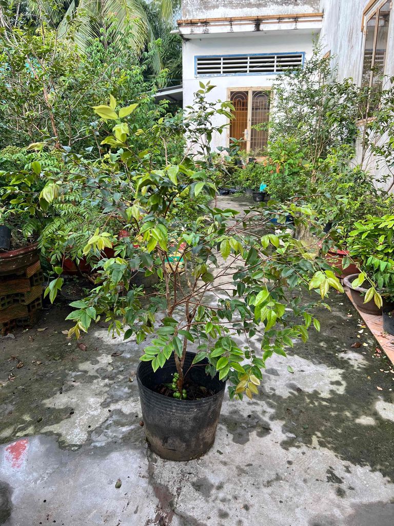 Cây Nho thân gỗ Tứ quý đang có trái. Mua bán Cây cảnh, đồ trang trí tại Quận Cái Răng Cần Thơ được đăng bởi Cây Cảnh Giá Rẻ hình 1