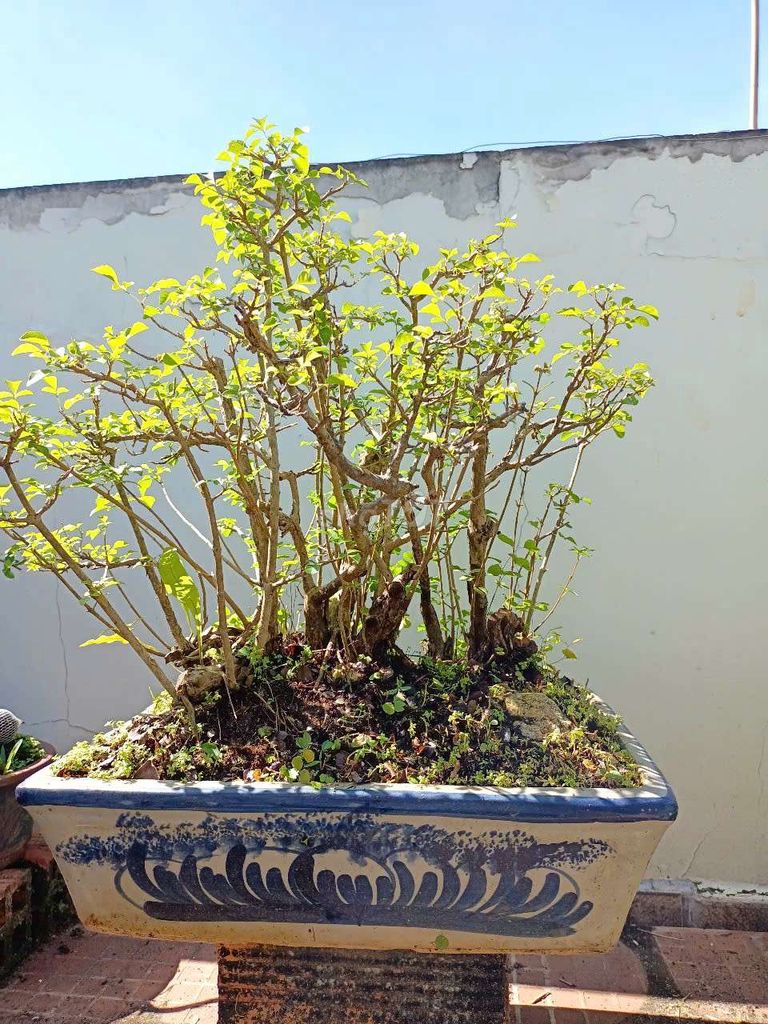 Chậu bonsai cây san sản