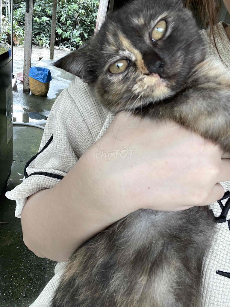 mèo aln-ald nhà đẻ từ 500.000. Mua bán Mèo tại Huyện Bình Chánh Tp Hồ Chí Minh được đăng bởi Linh hình 5