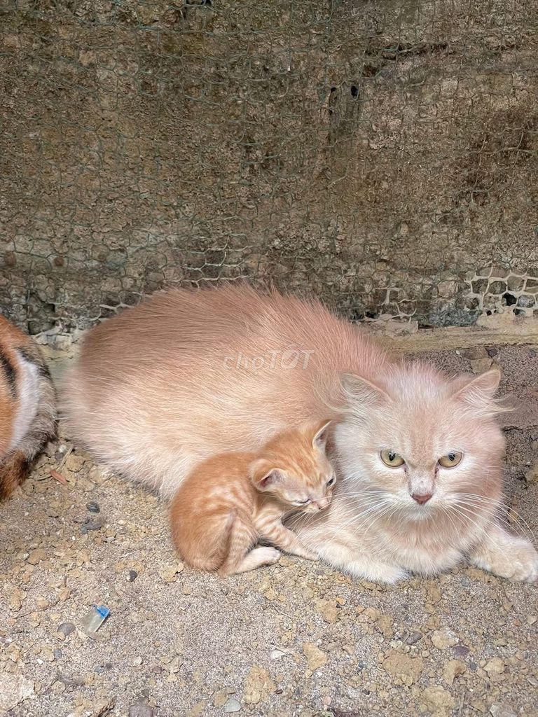 Mèo con Vàng kem Đen. Mua bán Mèo tại Huyện Quốc Oai Hà Nội được đăng bởi Nhất Bùi hình 1