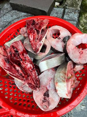 cá bớp câu phú quốc size 1,5 tới 1,7 kí. Mua bán Đồ ăn, thực phẩm và các loại khác tại Quận Ninh Kiều Cần Thơ được đăng bởi tuấn phú quốc