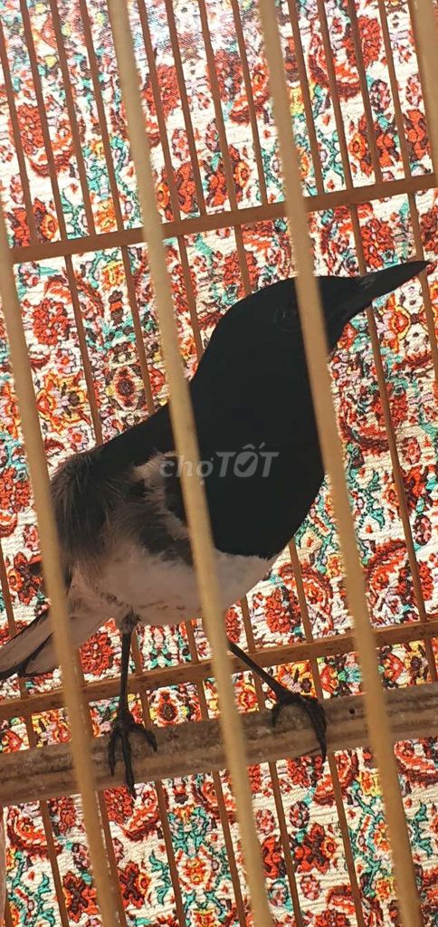 Than vs lửa. Mua bán Chim tại Quận Cẩm Lệ Đà Nẵng được đăng bởi thuc hình 2